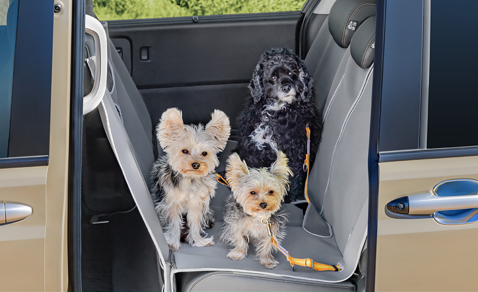 多頭のわんこが乗車したときのイメージ。