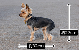 ピノちゃん：小型犬