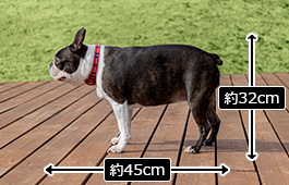 ノアちゃん：小型犬