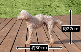 太陽くん：小型犬