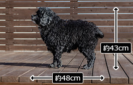 ベルちゃん：中型犬