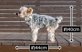 蘭丸くん：小型犬