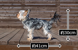 竹千代くん：小型犬