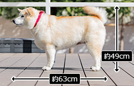 芽里（めり）ちゃん：中型犬