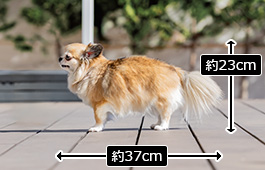 ココちゃん：小型犬