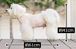 おもちくん：小型犬