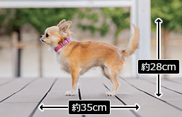 フィナちゃん：小型犬