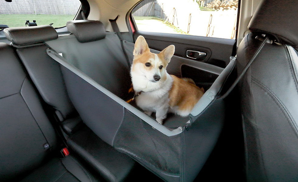 運転席からのわんこの見え方。