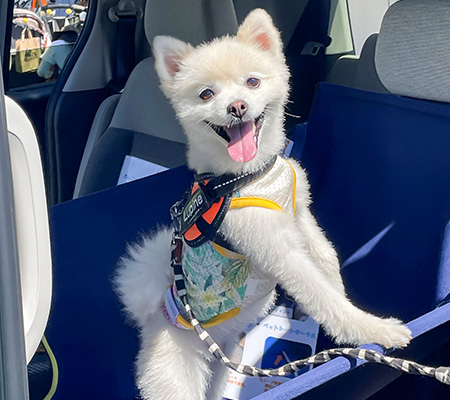 アウトドアドッグフェスタin八ヶ岳