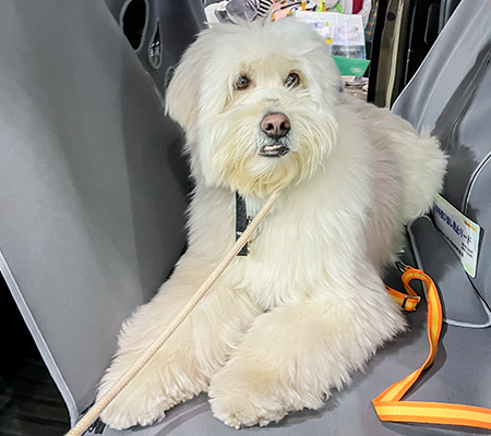 インターペット