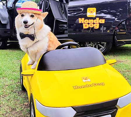 いぬのきもちフェスタ