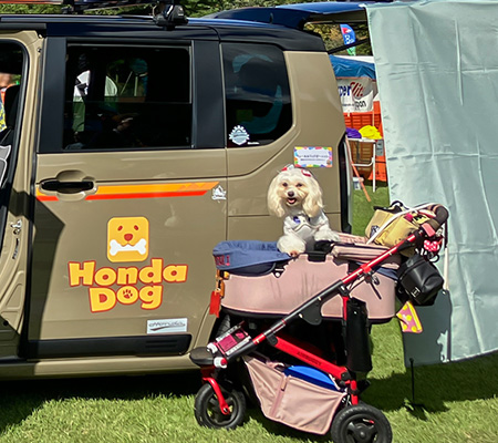 アウトドアドッグフェスタin八ヶ岳