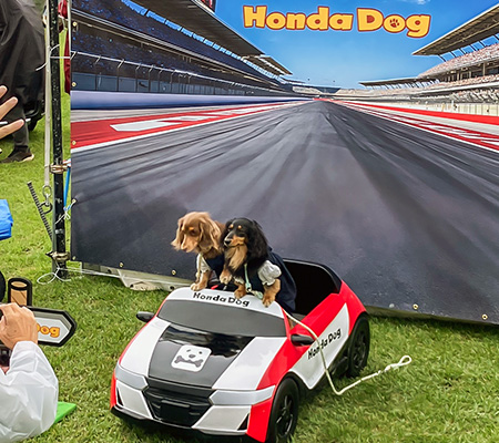 アウトドアドッグフェスタin八ヶ岳