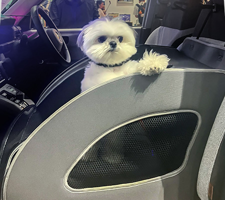 インターペット東京