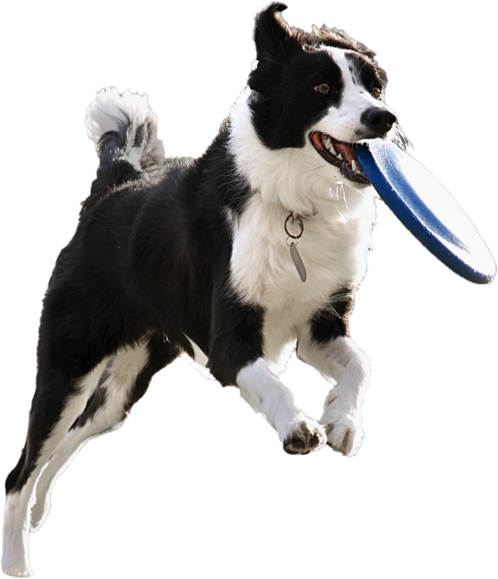 フリスビーわんこ