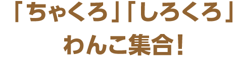 「ちゃくろ」「しろくろ」わんこ集合！