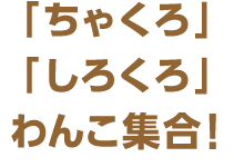 「ちゃくろ」「しろくろ」わんこ集合！
