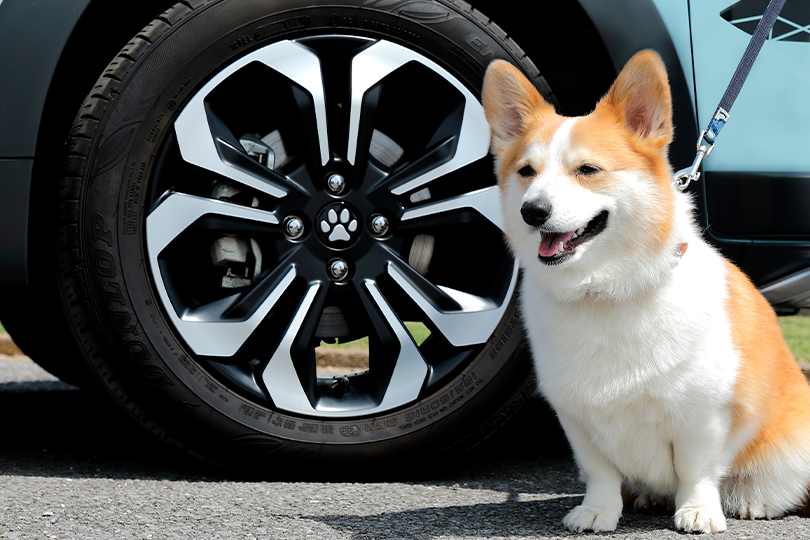 �y�b�g�Z���^�[�L���b�v�i�����j �����C���[�W