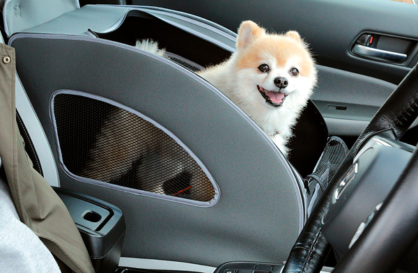 20N}Honda Dogu14C^[ybgvɏoW