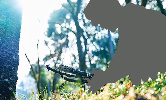 N-VAN FUN STYLE＋ NATURE イメージ写真