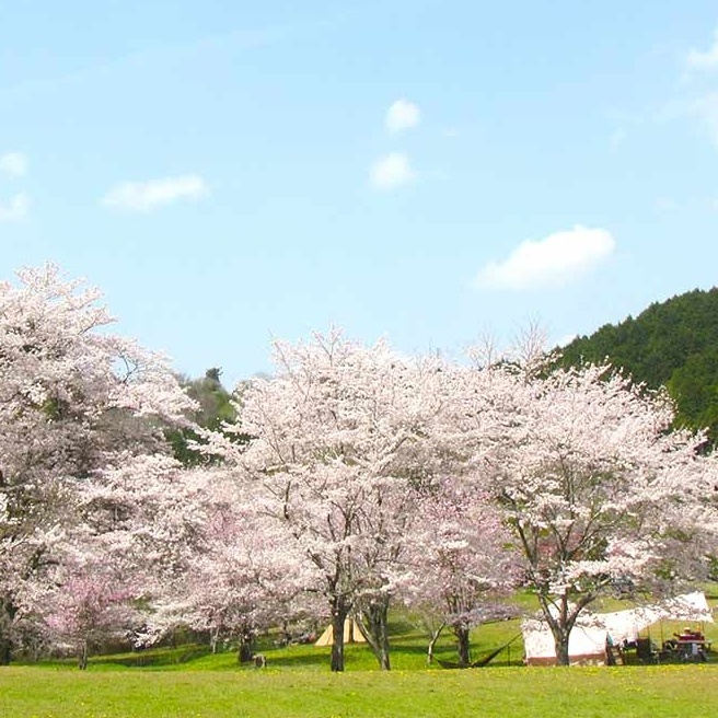 桜の花見を満喫できる<br>おすすめのキャンプ場6選