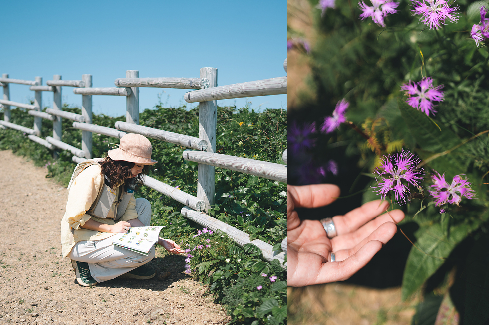 この花はなんだろう？
