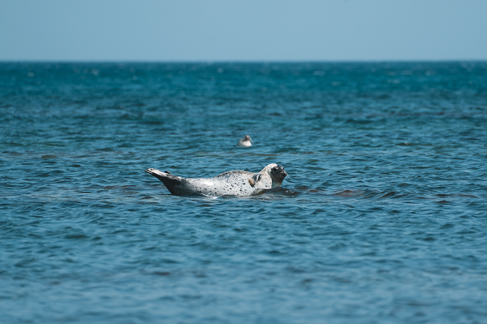 アザラシだ！
