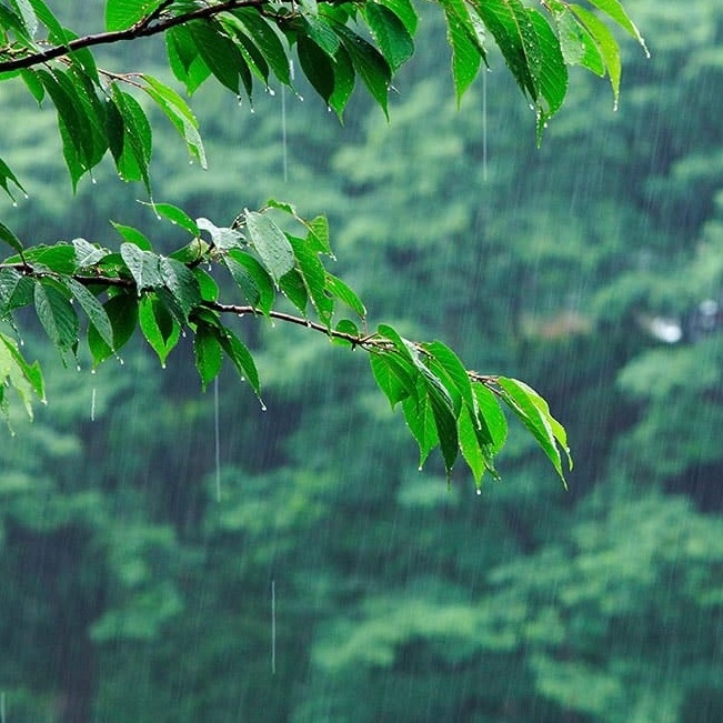 おトクなサービスも？ 梅雨の外遊びを楽しむポイント