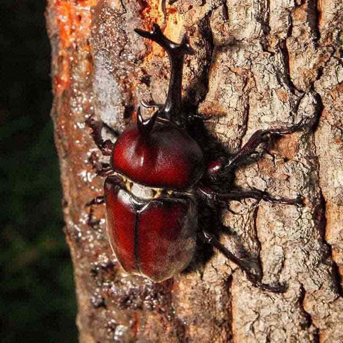 【昆虫採集入門】カブトムシの採り方