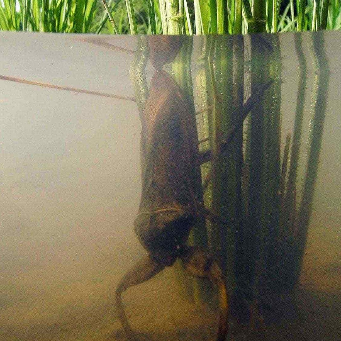 【昆虫採集入門】タガメの採り方