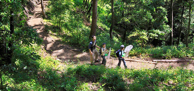 子どもが喜ぶ昆虫採集 - 森林の王者、カブトムシを探せ！-