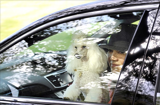 全面高熱線吸収/UVカット機能付ガラス