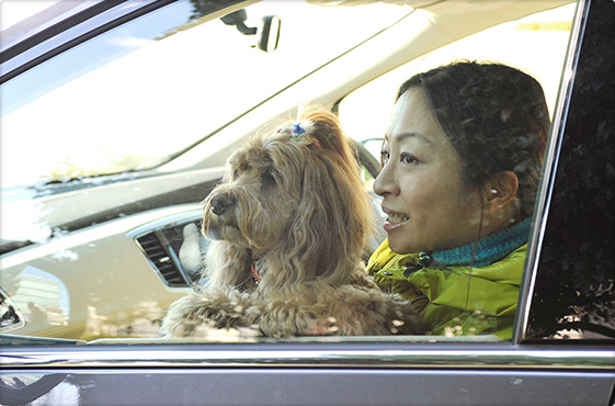 全面UVカット機能付ガラス/高熱線吸収機能付ガラス