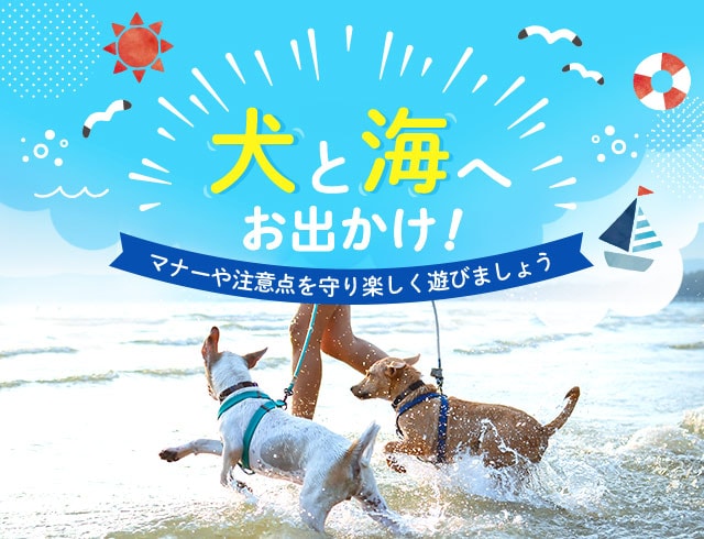 犬と海へお出かけ！マナーや注意点を守り楽しく遊びましょう