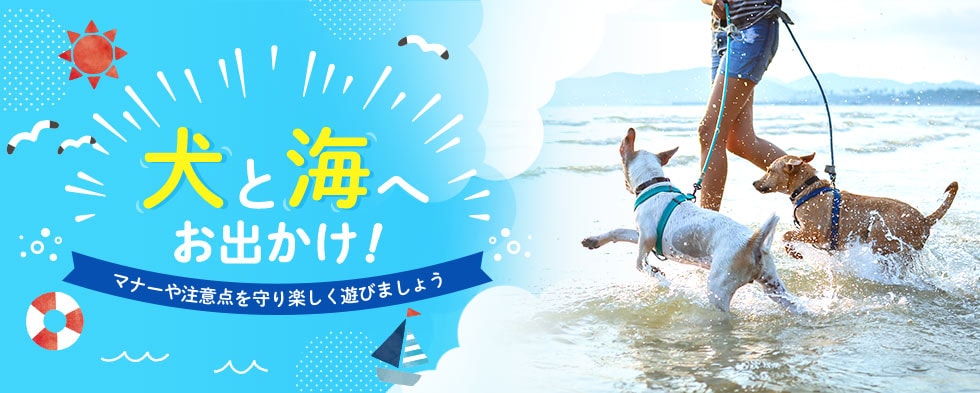 犬と海へお出かけ！マナーや注意点を守り楽しく遊びましょう