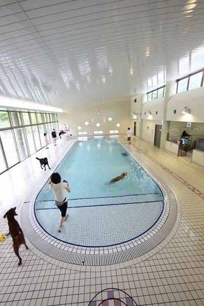 活性水（地下湧水）をふんだんに利用した、わんこ専用の室内温水プールです。