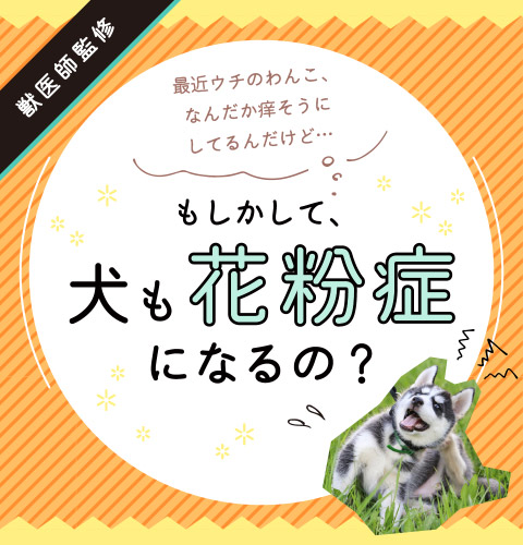 【獣医師監修】犬の花粉症｜なりやすい犬種って？症状や対策をご紹介