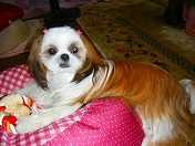 6�N�z���̗��c�H