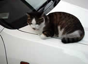 �j�����R�����߂�