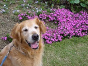 ���[�Y�̃p�X�e������ˁ`��(�O�ցO)��