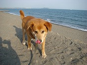 �����V���o�̑��}��