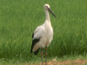 �K���^��ł���邩�ȁH