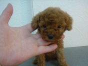 ��Honda�Ԋ��z�L