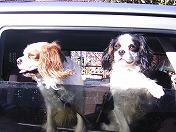 ���Ƃ������