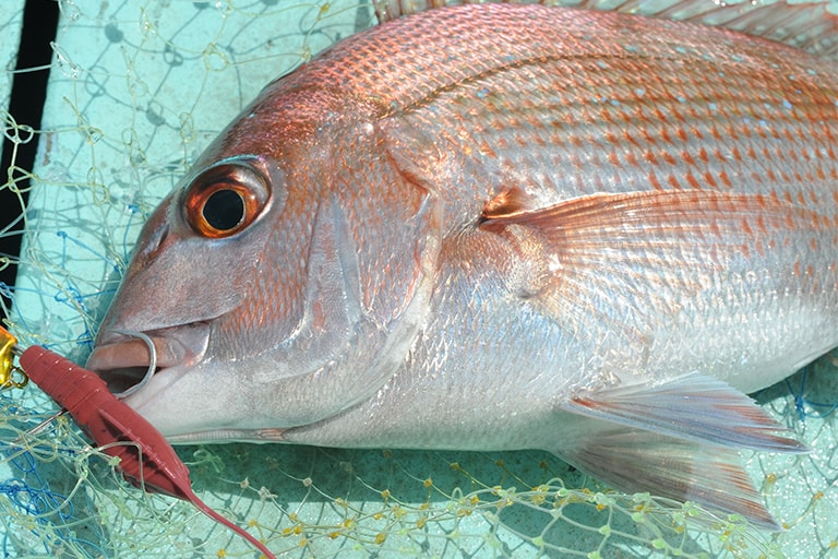 ソフトベイトでマダイというニュージャンル。新たなソルトウォーターゲームとして注目を集めそうだ