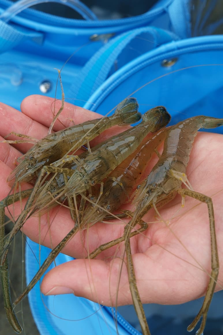 エアーポンプなどをセットしたバケツに生かしておくと、ドロ抜きにもなって帰ってすぐに美味しく食べられます