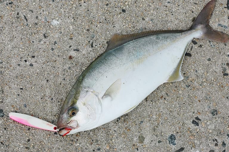 ショゴ（カンパチの若魚）も多い。こちらもサイズからは想像できないパワーを秘めている