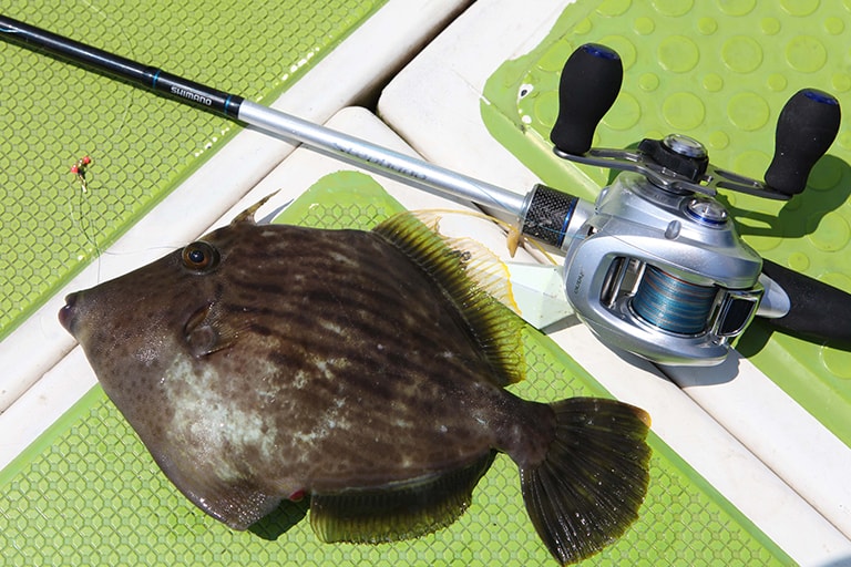 水温が下がるにつれて肝が肥大化するカワハギ。秋から冬にかけての超人気ターゲット