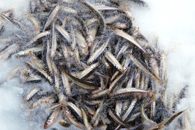 釣りあげたワカサギは、そのまま外に置いておくと凍ってしまう