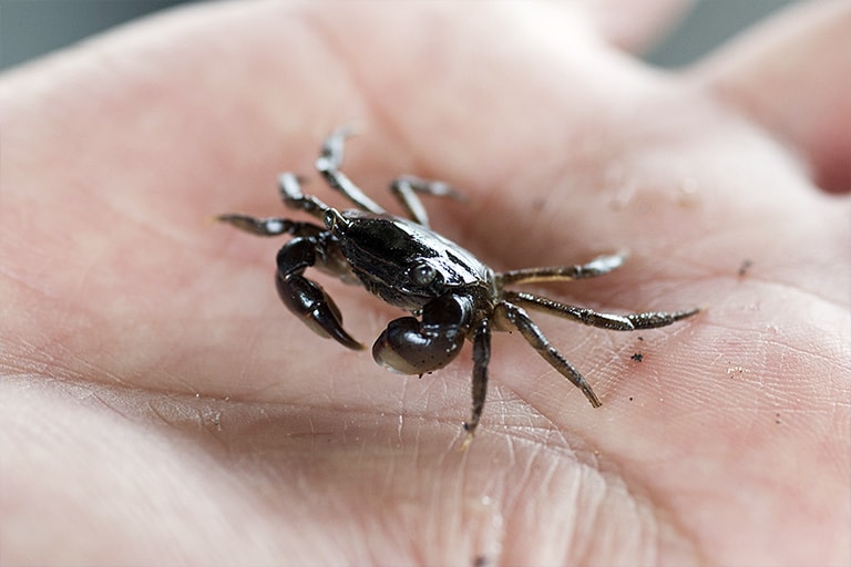 牡蠣殻の中にはクロダイの大好物であるカニやエビやイソメなどがたくさん潜んでいる